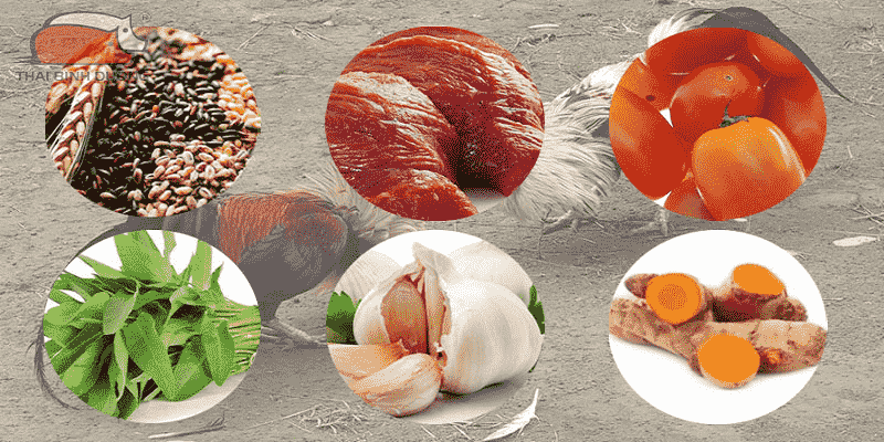 Chế độ dinh dưỡng trong cách nuôi đá gà cựa sắt
